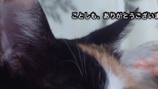 年の瀬に猫の自撮りアプリで遊んでみました。