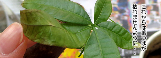 茶色 パキラ 葉っぱ パキラの葉が茶色になってしまいました。