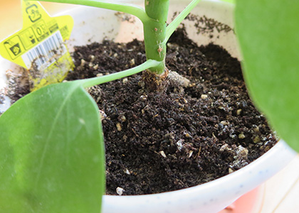 観葉植物の土にカビが生えて困る問題に立ち向かう話 ぴらめこな生活