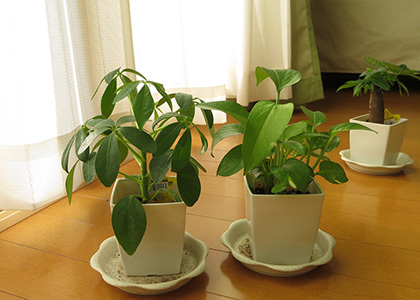 100円ショップで買った観葉植物の植え替えタイミングを考える ぴらめこな生活