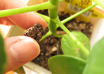 100円ショップで買った観葉植物の植え替えタイミングを考える ぴらめこな生活