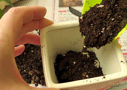 transplanting_08